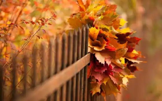 ,забор,листья,осень,букет,
