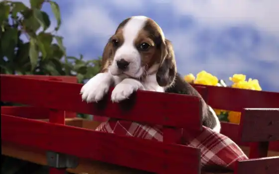 beagle, щенок, зоолазе, кубка, магнит, фото, зооклуб,