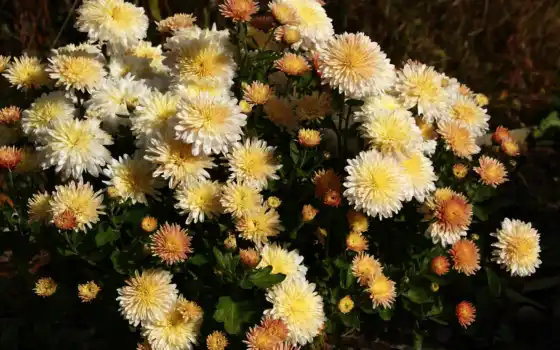 chrysanthemum, troilboss, white