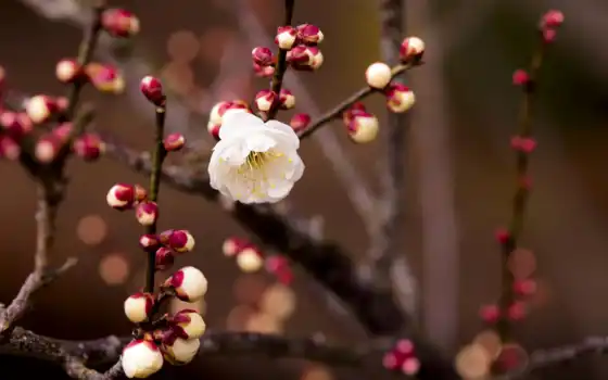 весна, branch, цветы, картинка, почки, cherry, абрикос, лепестки, 