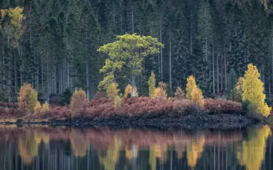 пейзаж, природное, осень, вода, перо, дерево, береза, озеро