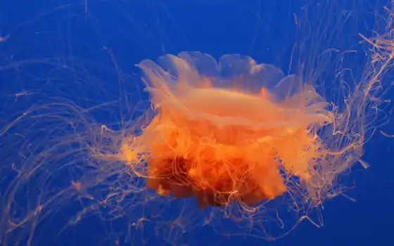 море, jellyfish, ocean, medusa