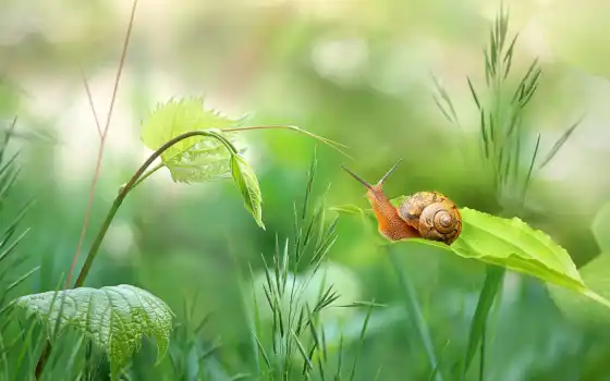 snail, трава, summer