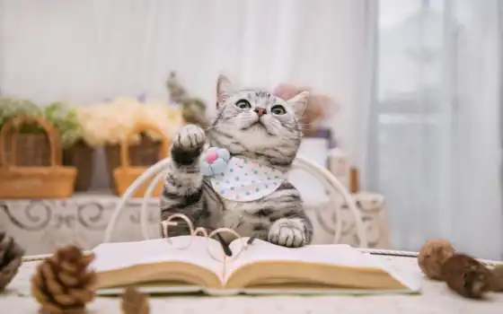 кот, книга, столик