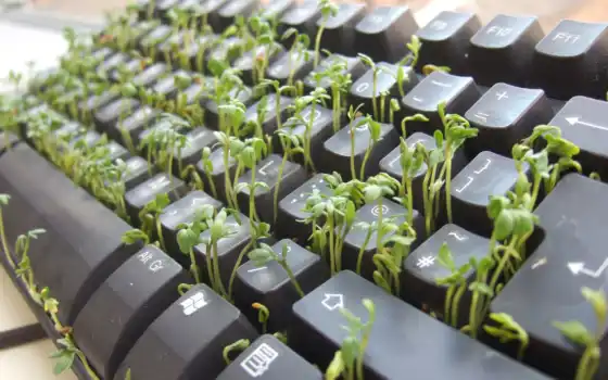 растения, клавиатуры, расплавки, смешное