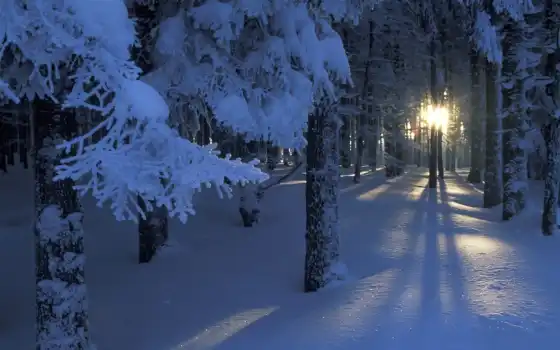 лес, снег, солнце, зима, свет, деревья, ветки, картинка, правой, кнопкой, 