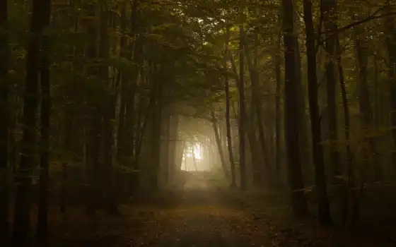 дорога, свет, осень, листва, тунель, лес, деревья, 
