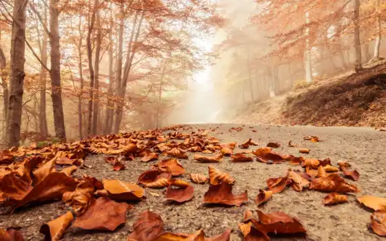 осень, года, времена, туман, природа, листья, 