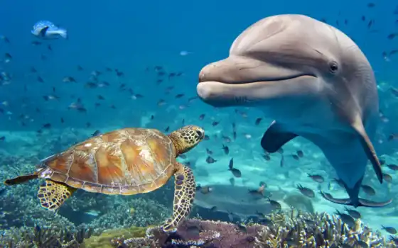египетский, дельфина, rook, черепаха, animal, water, море