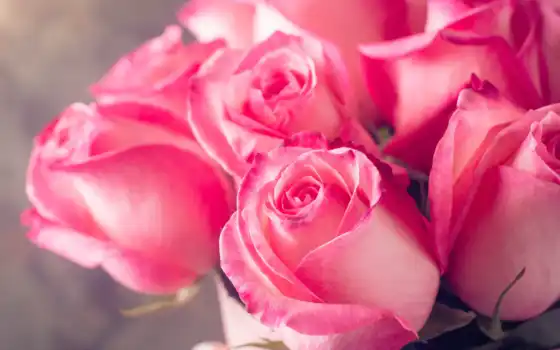 цветы, роза, букет, красивый, розовый, взлёт, скамейка, бутон, фон