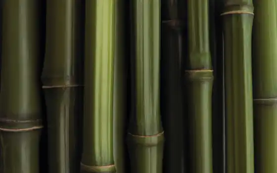 бамбук, текстуры, триста, бесшовный,