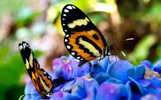 бабочки, цветах, cvety, красивые, card, бабочек, 