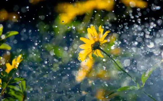 дождь, цветы, drop, yellow, растение