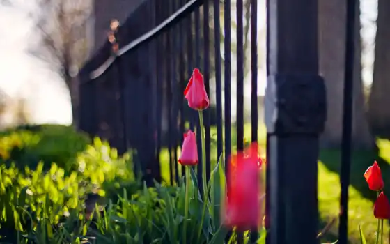 обои на рабочий стол, красивые картинки, картинки для ipad, обои для android