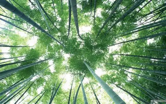 лес, бамбук, сагано, kyoto, зелёный, japanese, жидкие, 