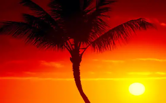 хаваи, лето, одзаджа, мауи, бесплатно, страница, качество, солнце, закат,