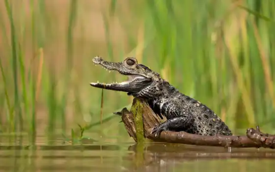 крокодил, маленький, животное, крокодилов
