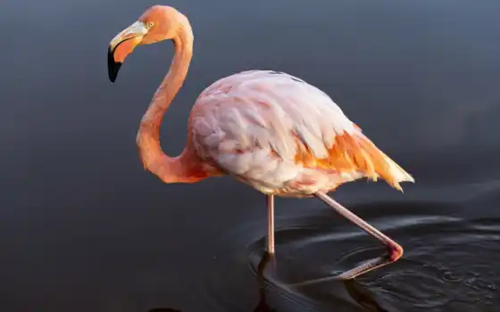 фламинго, птица