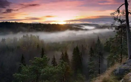 природа, дерево, передний план, туман, финляндия, туманан, пейзаж, восход, национальный, парк, закат