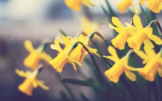 цветы, природа, цветные, желтый, daffodil, флора, цветочные,