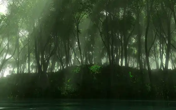 аква, клен, под дождевой лес, история, тропический, ид, африка,