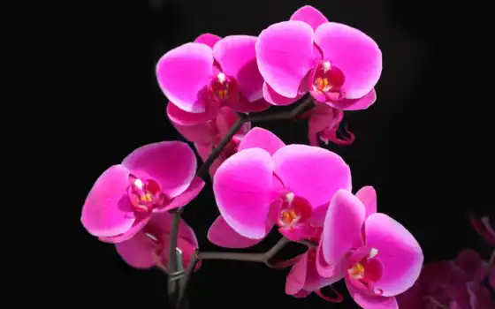 орхидея, фон, цвет