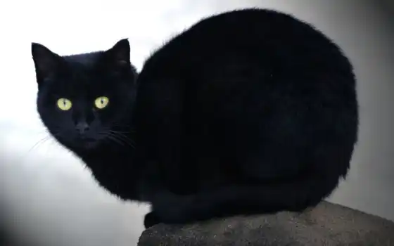 кот, камень, взгляд