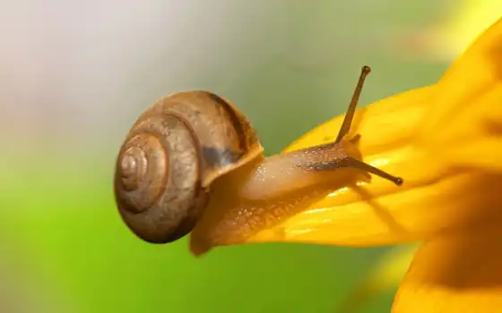 بيدروسا, snail, 