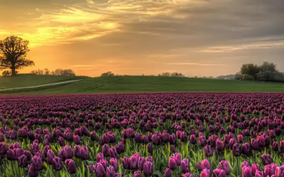 тюльпан, поле, пурпур, цвет, зачет, поляна, ряд, русский, проход, серия