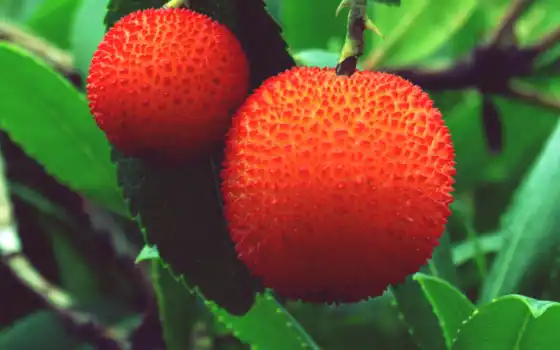 плод, red, дерево