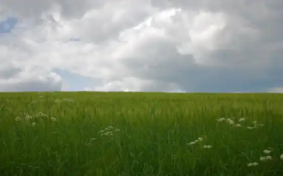 поле, дождь, облака, зеленый, 