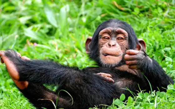 обезьяна, трава, шимпанзе, примат, зелёная, язык, поза, черная, смешной, 