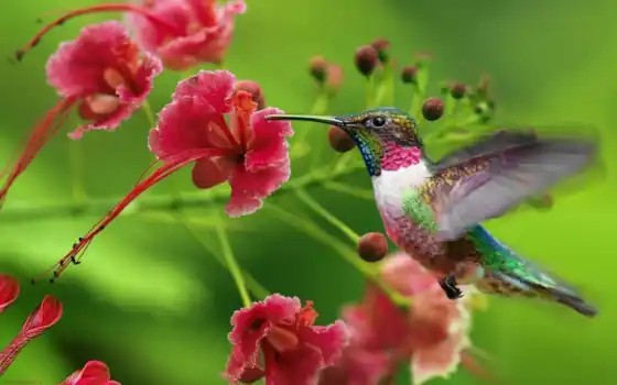 колибри, птичка, маленькая, природы, красивых, 