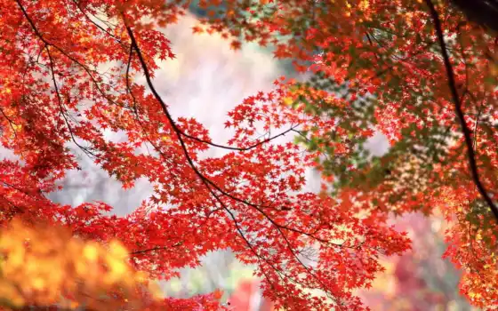 красные, листья, осень, ветки, 