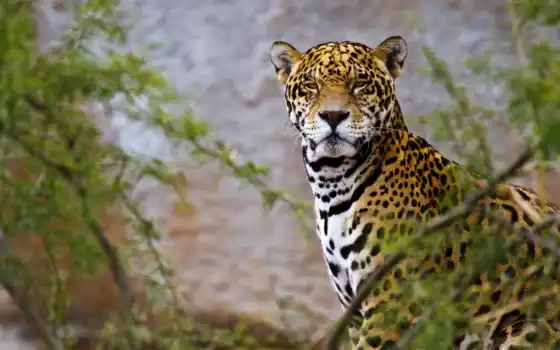 jaguar, фотографии, животное,