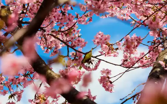 Сакура, японки, коренное, весна, деревья, корюсер, зелень, печи, парк, фон,