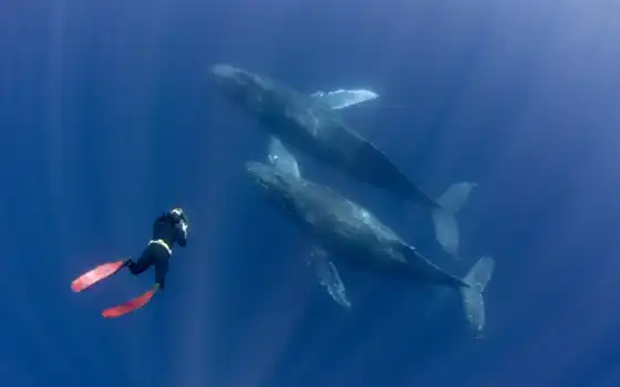 кит, мужчина, underwater, dive, миро, oahu, diva, водолаз, hawaii, snorkel