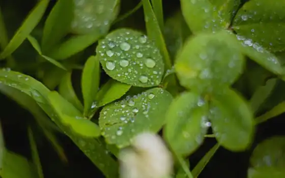зелёный, clover, water, leaf