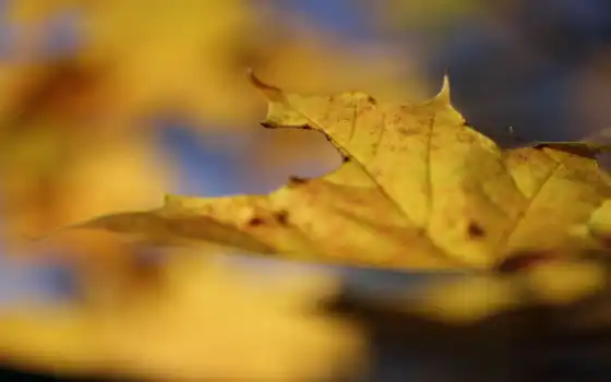 макро, природа, код, желтый, лист, осень, 