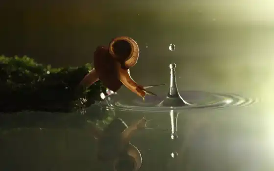 snail, лет, waters, www, 