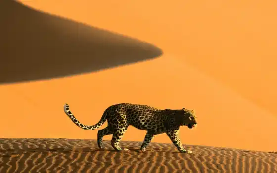 животное, пустыня, намибия, леопард, фото
