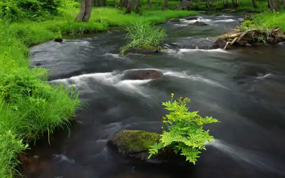 река, горная, вся, лесу, природы, красавица, 