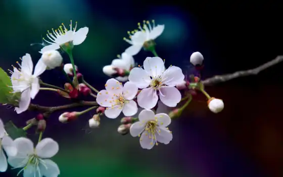 cherry, cvety, branch, цветение, белые, лепестки, макро, вишни, весна, размытость, цветет, 
