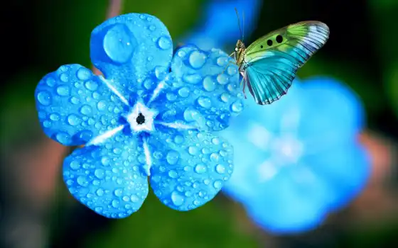 цветы, бабочка, blue, роса, yellow, myosotis, makryi, растение, музыка, весна