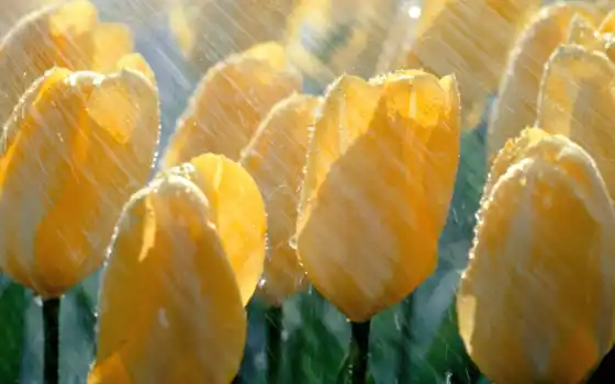 дождь, цветы, тлпан, весна, желтый, капля, свежий, природа