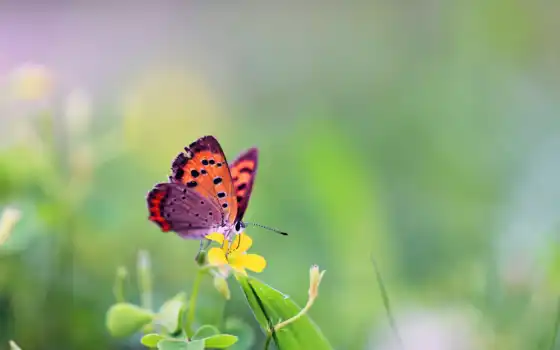 бабочки, бабочка, трава, views, cvety, продолжительность, цветы, телефон, 