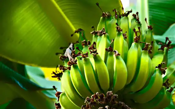 дерево, банан