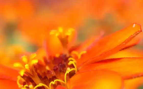 цветы, растение, оранжевый