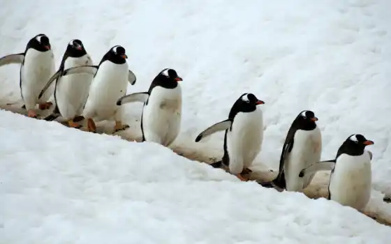 пингвины, дебилы, они, мем, пинвин, создать милые, форматı, выравнивают,