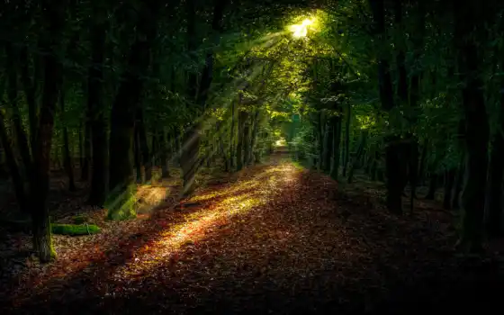 лес, ретро, свет, деревья, осень, тропинка